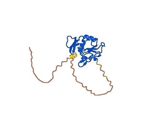 Anti-CTDSPL Polyclonal antibody