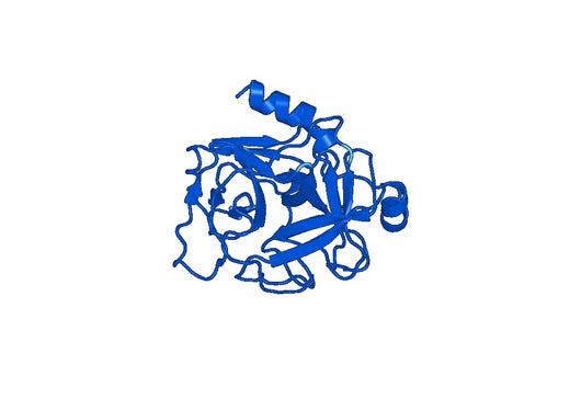 Anti-CTRB2 Polyclonal antibody