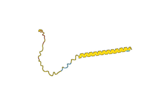 Anti-DCD Polyclonal antibody