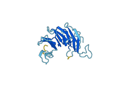 Anti-DDB2 Polyclonal antibody