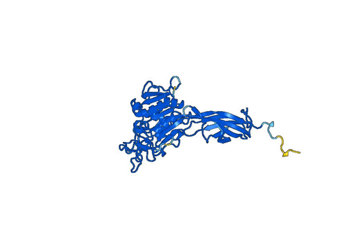 Anti-DDOST Polyclonal antibody