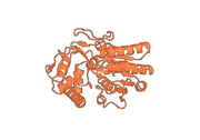 Anti-Digoxigenin Antibody (19A11)