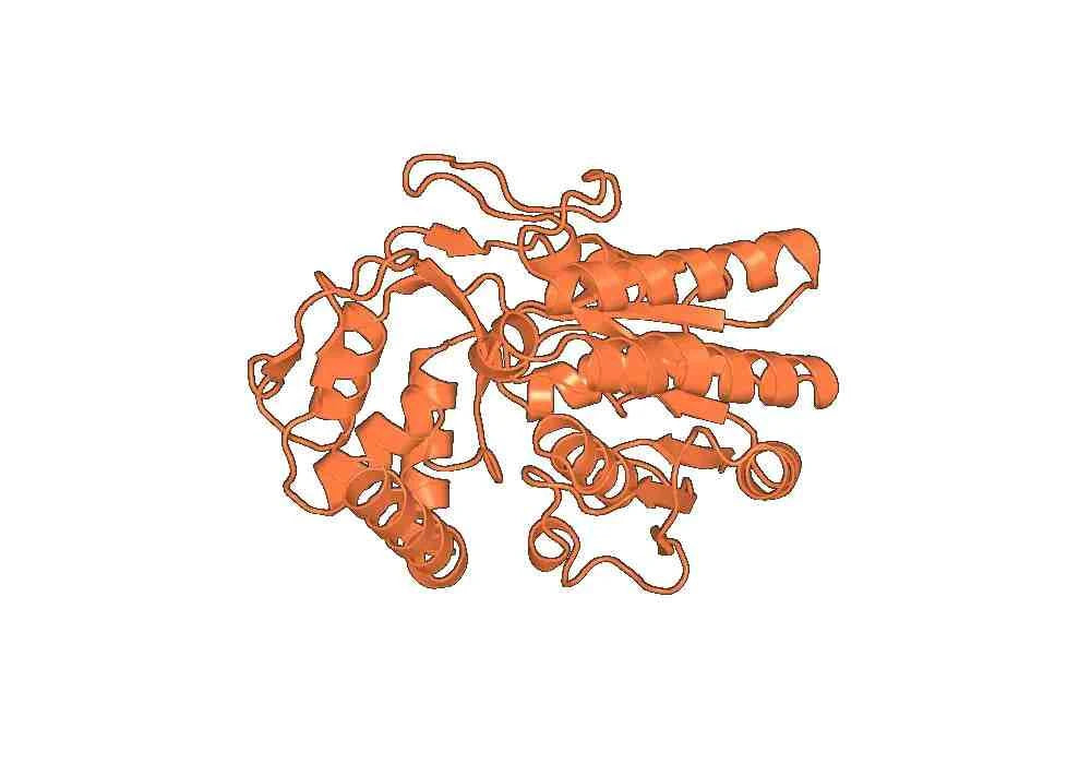 Anti-Digoxigenin Antibody (19A11)