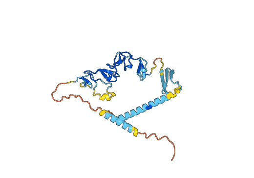 Anti-DKK3 Polyclonal antibody