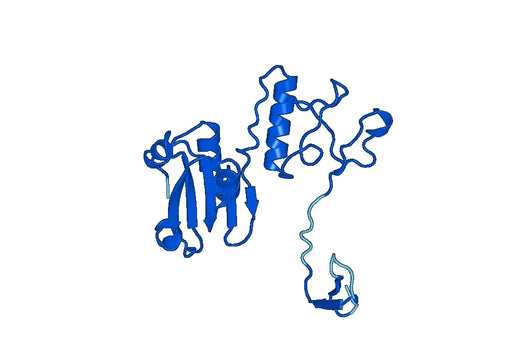 Anti-DLD Polyclonal antibody