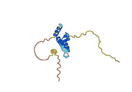 Anti-DNAJC4 Polyclonal antibody