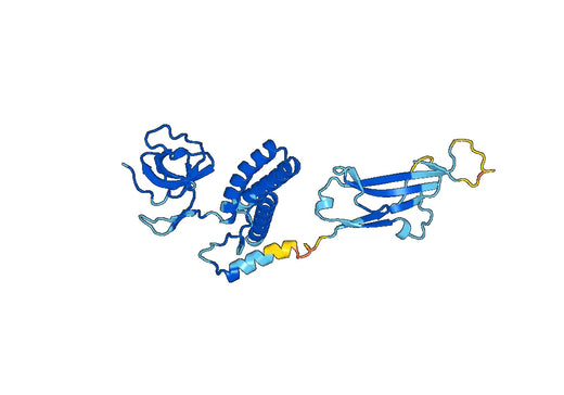 Anti-DOCK4 Polyclonal antibody