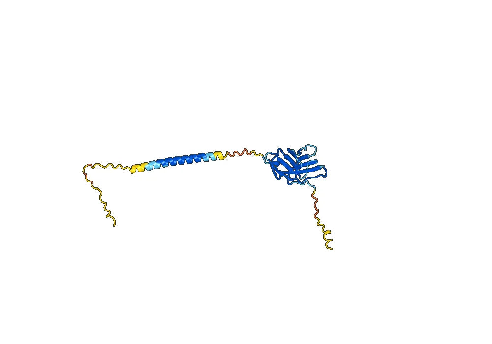 Anti-Dog CD28 Antibody (1C6)
