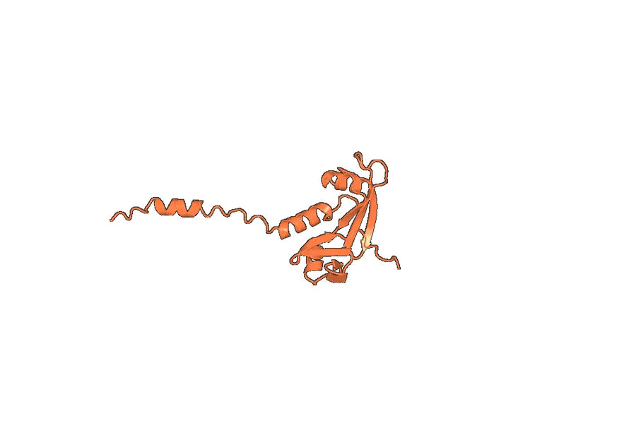 Anti-dsRNA Antibody (10B2)