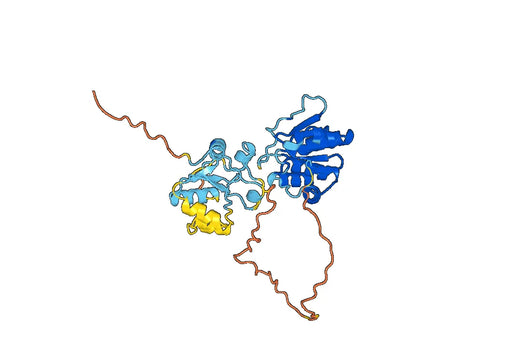 Anti-DUSP6 Polyclonal antibody