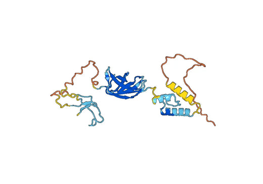 Anti-EBF1 Polyclonal antibody