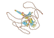 Anti-EBV/HHV-4 BLLF1/MA Antibody (72A1)