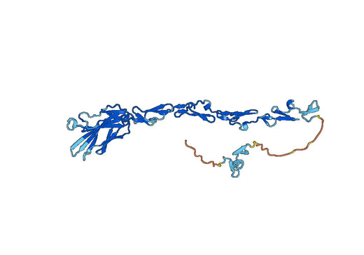 Anti-EFEMP2 Polyclonal antibody