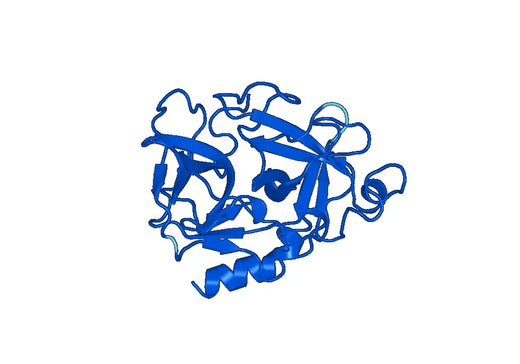 Anti-Elastase-3B/CELA3B Polyclonal antibody