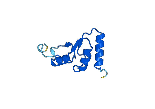 Anti-ENO1 Polyclonal antibody