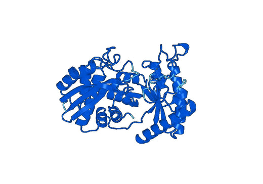 Anti-ENO3 Polyclonal antibody