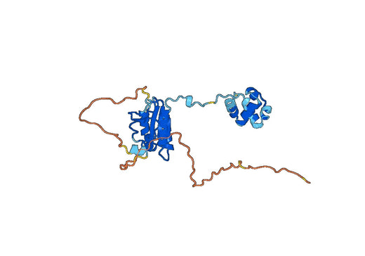Anti-ERCC1 Polyclonal antibody