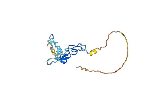 Anti-ESM1 Polyclonal antibody