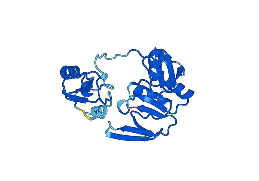 Anti-ETFA Polyclonal antibody
