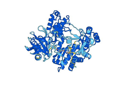 Anti-EV71 Protease 3C Polyclonal Antibody