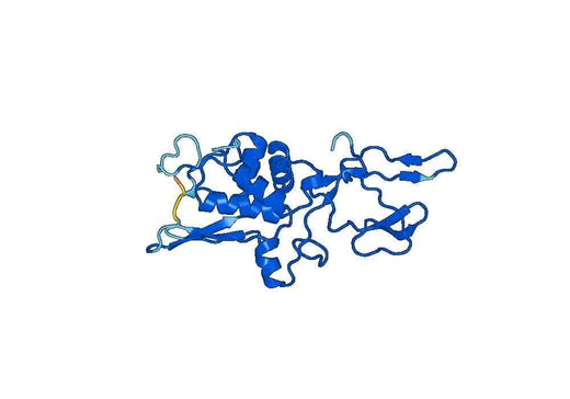 Anti-F13A1 Polyclonal antibody