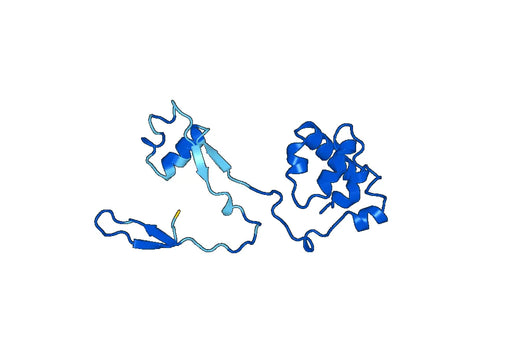Anti-FAH Polyclonal antibody
