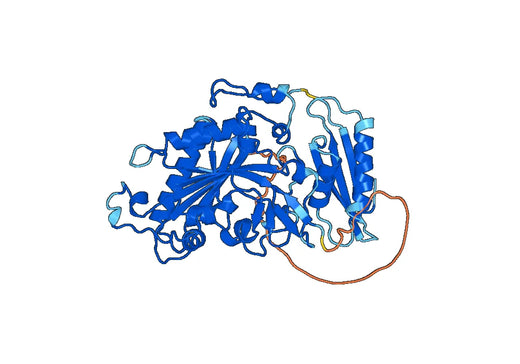 Anti-FARS2 Polyclonal antibody