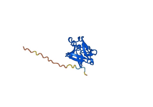 Anti-FGF1 Polyclonal antibody