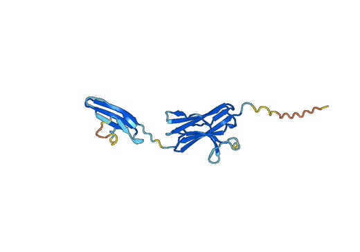 Anti-FGFRL1 Polyclonal antibody