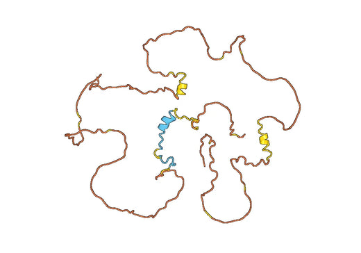 Anti-FOXO1 Polyclonal antibody