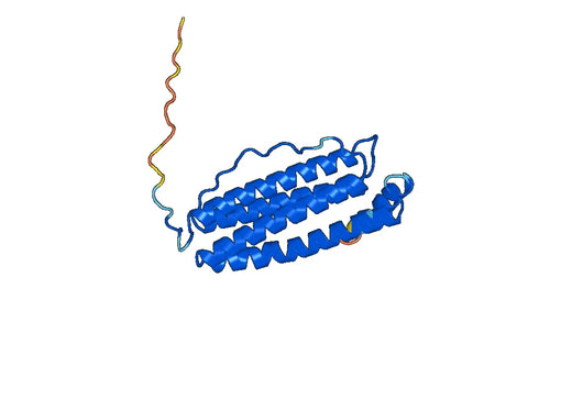 Anti-FTMT Polyclonal antibody