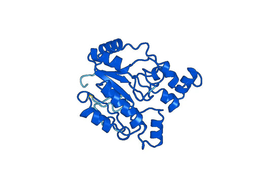 Anti-FUCA1 Polyclonal antibody