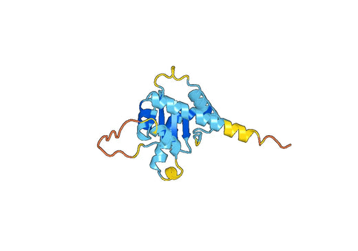 Anti-GADD45A Polyclonal antibody