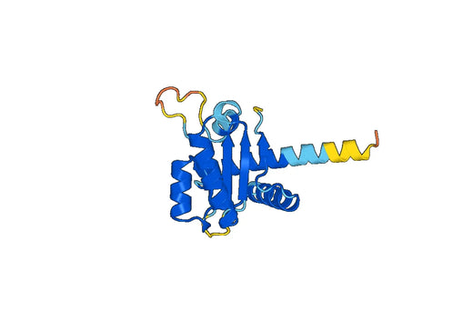 Anti-GADD45B Polyclonal antibody