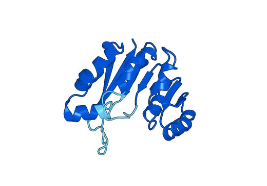 Anti-GAMT Polyclonal antibody