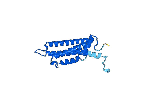 Anti-GCDH Polyclonal antibody