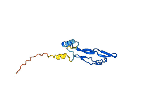 Anti-GDF9 Polyclonal antibody