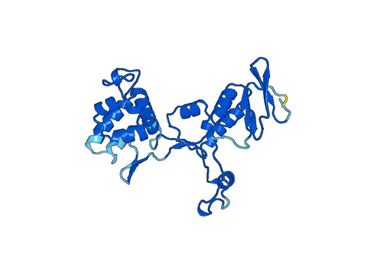 Anti-GDI1 Polyclonal antibody
