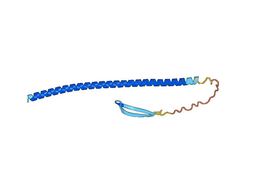 Anti-GFAP Polyclonal antibody