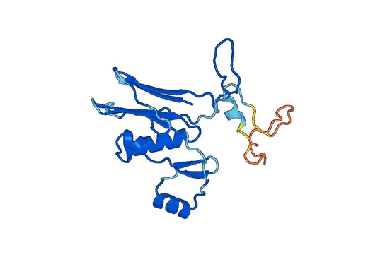 Anti-GGT5 Polyclonal antibody