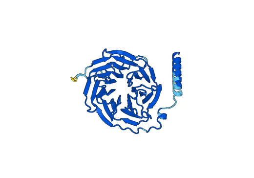 Anti-GNB2 Polyclonal antibody