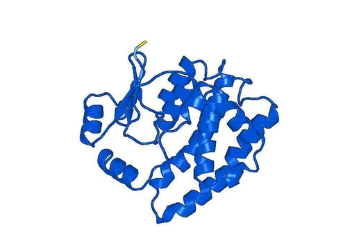 Anti-GSTA1 Polyclonal antibody