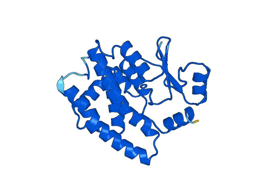Anti-GSTA4 Polyclonal antibody