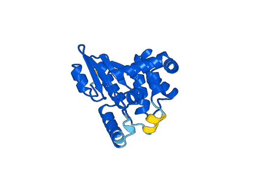 Anti-GSTK1 Polyclonal antibody