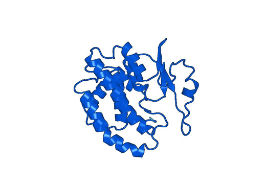 Anti-GSTM3 Polyclonal antibody