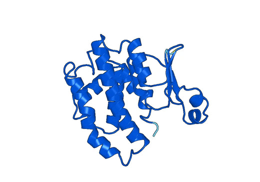 Anti-GSTP1 Polyclonal antibody