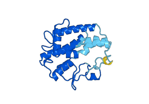 Anti-GSTT2 Polyclonal antibody