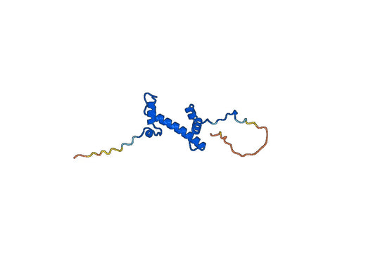 Anti-H2AX Polyclonal antibody