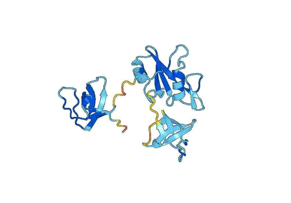 Anti-HCV NS1/gp68/gp70/Envelope glycoprotein E2 Antibody (1:11#)