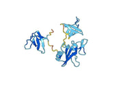 Anti-HCV NS1/gp68/gp70/Envelope glycoprotein E2 Antibody (1:7#)